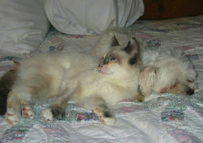 A little brown and white cat is leaning up a little white dog who is napping